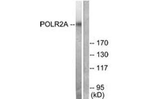Western blot analysis of extracts from COS7 cells, treated with EGF 200ng/ml 30', using POLR2A (Ab-1619) Antibody. (POLR2A/RPB1 antibody  (AA 1585-1634))