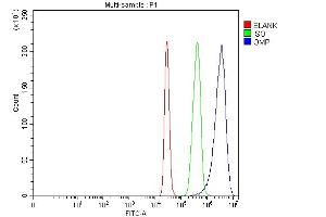 Flow Cytometry analysis of 293T cells using anti-OMP antibody (ABIN7601711).