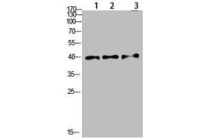 Western Blot analysis of 1,mouse-lung 2,mouse-brain 3,mouse-spleen cells using primary antibody diluted at 1:500(4 °C overnight). (Tropomyosin antibody  (AA 101-150))