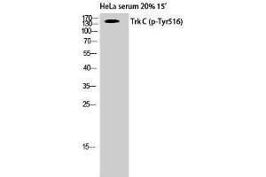 Western Blotting (WB) image for anti-Neurotrophic tyrosine Kinase, Receptor, Type 3 (NTRK3) (pTyr516) antibody (ABIN3182679) (NTRK3 antibody  (pTyr516))