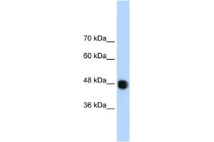 WB Suggested Anti-DAZAP1 Antibody Titration:  1. (DAZAP1 antibody  (C-Term))