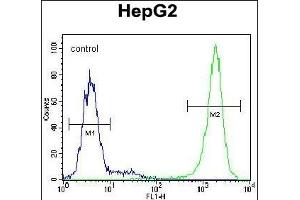 TIGD3 Antibody (C-term) (ABIN654995 and ABIN2844630) flow cytometric analysis of HepG2 cells (right histogram) compared to a negative control cell (left histogram). (TIGD3 antibody  (C-Term))