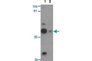 Western blot analysis of TEKT5 in NIH/3T3 cell lysate with TEKT5 polyclonal antibody  at 0. (TEKT5 antibody  (Internal Region))