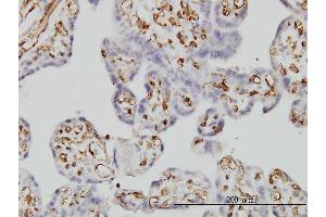Immunoperoxidase of monoclonal antibody to FCGR2B on formalin-fixed paraffin-embedded human placenta. (FCGR2B antibody  (AA 45-154))
