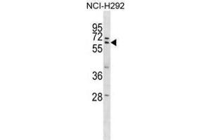 ZNF350 Antibody (Center) western blot analysis in NCI-H292 cell line lysates (35 µg/lane).