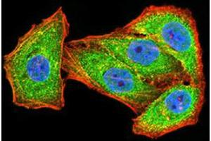 Immunofluorescence analysis of Hela cells using GRIN2B mouse mAb (green). (GRIN2B antibody  (AA 27-163))