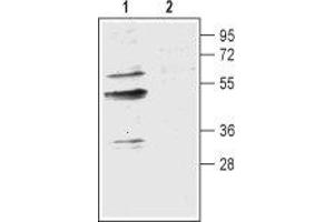 Western blot analysis of mouse brain membranes: - 1. (AQP9 antibody  (Intracellular, N-Term))