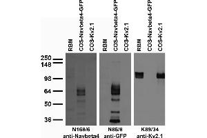 Adult rat brain membrane (RBM) and transfected cell immunoblot: extracts of RBM and COS cells transiently transfected with GFP-tagged Navbeta4 or untagged Kv2.