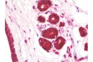 Anti-KREMEN1 / KREMEN-1 antibody IHC staining of human breast.