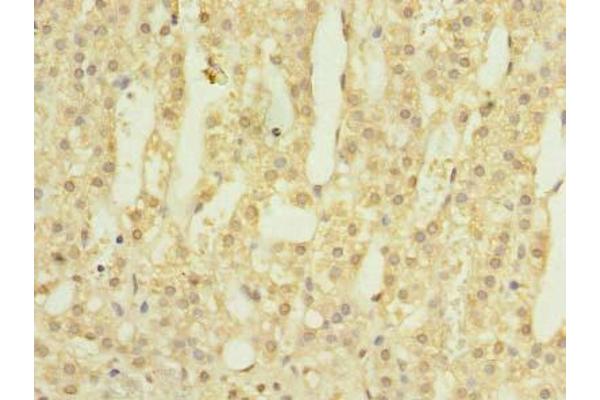 LOH12CR1 antibody  (AA 1-196)