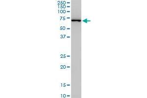 NEDD1 monoclonal antibody (M07), clone 3H7. (NEDD1 antibody  (AA 561-660))