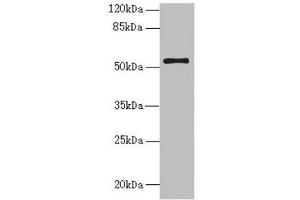 Western blot All lanes: NLE1 antibody at 1. (NLE1 antibody  (AA 206-485))