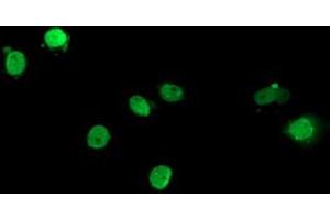 Anti-ELK3 mouse monoclonal antibody (ABIN2455035) immunofluorescent staining of COS7 cells transiently transfected by pCMV6-ENTRY ELK3 (RC203114).