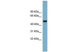 Image no. 1 for anti-Colony Stimulating Factor 1 (Macrophage) (CSF1) (AA 431-480) antibody (ABIN6743294) (M-CSF/CSF1 antibody  (AA 431-480))