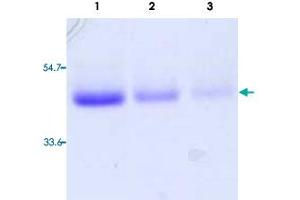 Lane 1 to 3: TNFRSF10A (Human) Recombinant Protein with Fc (2000 ng, 1000 ng, 500 ng per lane). (TNFRSF10A Protein (AA 1-238))