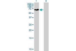 Western Blot analysis of PCM1 expression in transfected 293T cell line by PCM1 MaxPab polyclonal antibody. (PCM1 antibody  (AA 1-530))