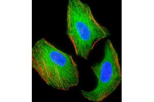 Fluorescent image of Hela cell stained with TSC2 Antibody (ABIN1539797 and ABIN2843773)/SG110509. (Tuberin antibody)