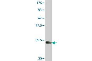 Western Blot detection against Immunogen (31. (TPST1 antibody  (AA 26-75))