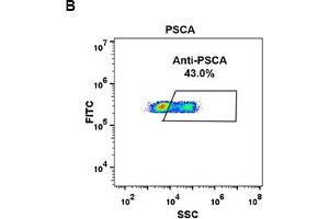 Flow Cytometry (FACS) image for anti-Prostate Stem Cell Antigen (PSCA) (AA 12-86) antibody (ABIN7092888)