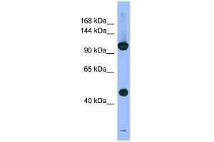 WB Suggested Anti-PSMD1 Antibody Titration: 0. (PSMD1 antibody  (N-Term))