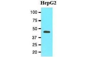 Western Blotting (WB) image for anti-Methionine Adenosyltransferase II, alpha (MAT2A) (AA 1-395), (N-Term) antibody (ABIN356234) (MAT2A antibody  (N-Term))