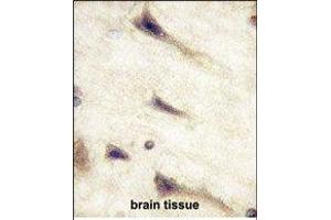 Paraformaldehyde-fixed, paraffin embedded Human Brain tissue, Antigen retrieval by boiling in sodium citrate buffer (pH6. (EPH Receptor A5 antibody)