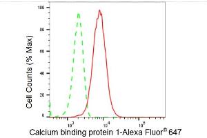 Flow cytometric analysis of Calcium binding protein 1 expression in HT- cells using Calcium binding protein 1 antibody (ABIN7797827), 1:2,000).