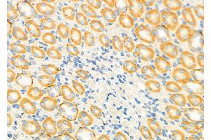 ABIN6262020 and ABIN6279472 at 1/100 staining Rat kidney tissue by IHC-P. (GNG4 antibody  (N-Term))
