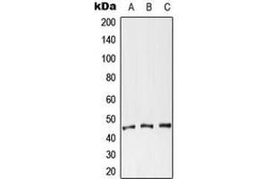 Western blot analysis of CXADR expression in HeLa (A), NIH3T3 (B), H9C2 (C) whole cell lysates.