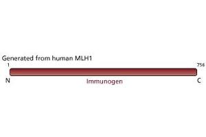 Image no. 3 for anti-MutL Homolog 1 (MLH1) antibody (ABIN967392) (MLH1 antibody)