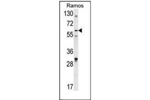 Western blot analysis of DCP1B Antibody (Center) in Ramos cell line lysates (35ug/lane). (DCP1B antibody  (Middle Region))