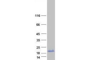 Western Blotting (WB) image for Protein Phosphatase 1, Regulatory (Inhibitor) Subunit 1C (PPP1R1C) protein (Myc-DYKDDDDK Tag) (ABIN2729480)