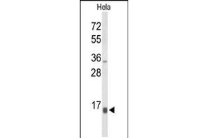 Western blot analysis of NPW Antibody in Hela cell line lysates (35ug/lane) (NPW antibody  (C-Term))