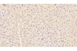 Detection of a1BG in Mouse Liver Tissue using Polyclonal Antibody to Alpha-1-B-Glycoprotein (a1BG) (A1BG antibody  (AA 22-219))