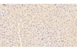 Detection of a1BG in Mouse Liver Tissue using Polyclonal Antibody to Alpha-1-B-Glycoprotein (a1BG) (A1BG antibody  (AA 22-219))