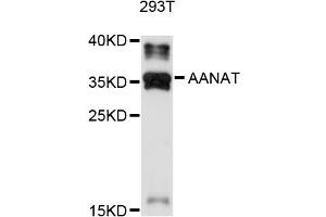 Western blot analysis of extracts of 293T cells, using AANAT antibody (ABIN4902802) at 1:1000 dilution.