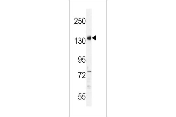 PALB2 antibody  (AA 546-574)