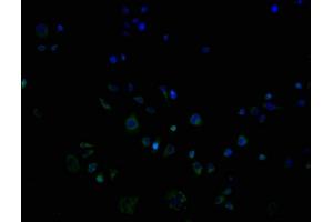 OR9G1 antibody  (AA 290-304)