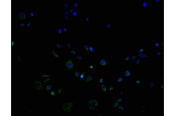 OR9G1 antibody  (AA 290-304)