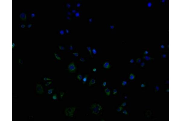 OR9G1 antibody  (AA 290-304)