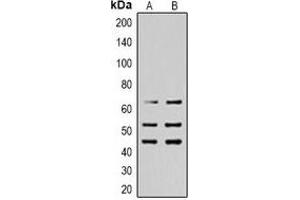 Western blot analysis of SHCA (pY427) expression in Hela (A), HEK293T (B) whole cell lysates.
