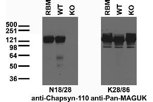 Immunoblot against crude membrane preparations from adult rat brain (RBM) or hippocampi from adult wild-type (WT) or PSD- 93/Chapsyn-110 knockout (KO) mice probed with N18/28 (left) or K28/86 (right) TC supe.