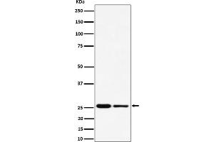 Western blot analysis of PMF1 expression in (1) HeLa cell lysate, (2) RAW 264.