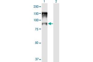 Western Blot analysis of NCBP1 expression in transfected 293T cell line by NCBP1 MaxPab polyclonal antibody.