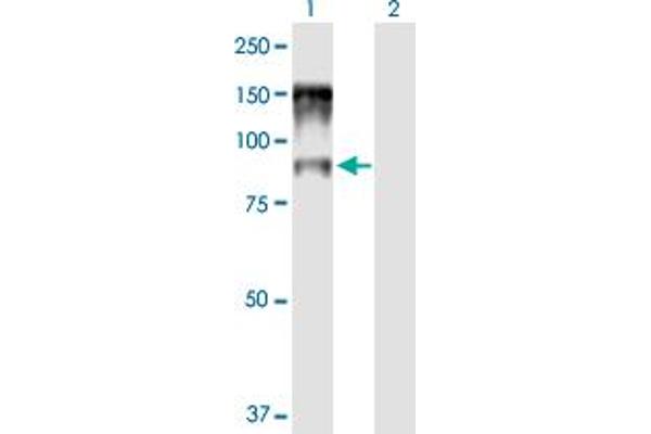 NCBP1 Antikörper  (AA 1-790)