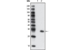 Western blot analysis using GFP mouse mAb against extracts from HCC827 cells, untransfected (1) and transfected with GFP(2). (GFP antibody)