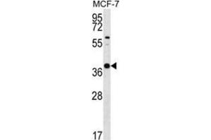 YIF1B Antibody (N-term) western blot analysis in MCF-7 cell line lysates (35 µg/lane). (YIF1B antibody  (N-Term))