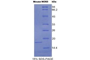 SDS-PAGE analysis of Mouse NOS3 Protein. (ENOS Protein)