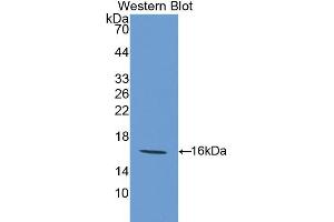 Western blot analysis of recombinant Mouse GAL9.