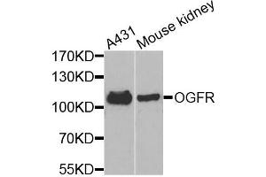 Western blot analysis of extracts of various cell lines, using OGFR antibody (ABIN5974255) at 1/1000 dilution. (OGFR antibody)